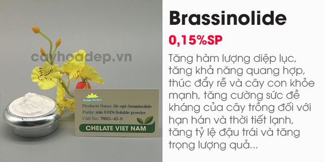 Brassinolide 0.15% SP (Giải độc cây trồng) Hormone thực vật tan trong nước